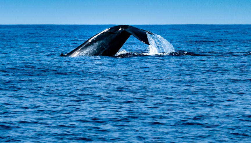 Whale Watching in Mirissa - Foto 2