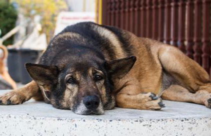 Ferienwohnung Schmugglerpatt - Foto 13
