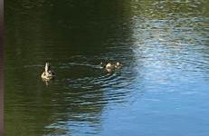 Carmels Caravan Borwick Lakes - Foto 16