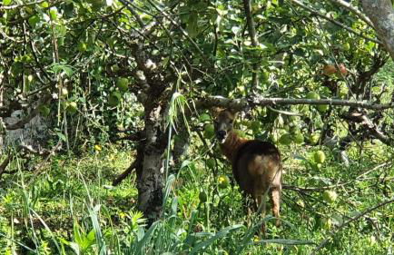 Les meloines - Foto 48