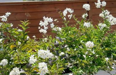 Studio Cocon Enea Bidart, terrasse et parking - Foto 10