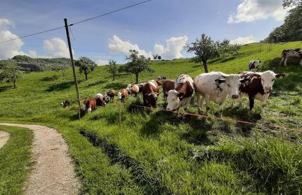 Ferienwohnung Bauchert - Photo 6
