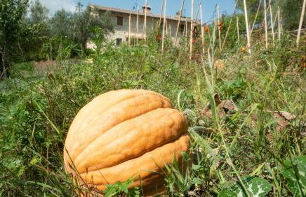 Agriturismo Montepugliano - Foto 49