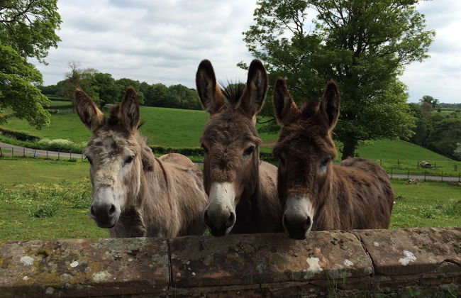 Broomhills Farm River Eco Pods - Foto 11