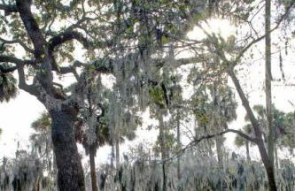 Newly Renovated 4 bed 3 bath and 2 Parking Spots - Foto 11