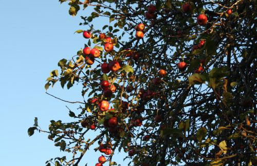 Ospitalita' Rurale Casa Cani - Photo 18
