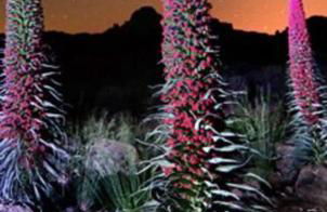 Paraiso de Anaga - Foto 10