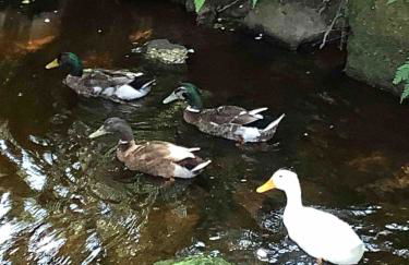 Lake View Cabin - Foto 15