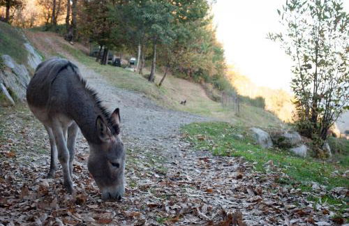 Agriturismo La Pedruscia - Foto 12