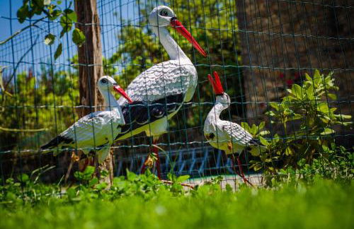 Borda Fuertes - Photo 24