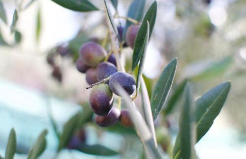 Borgodoro - Natural Retreat - Foto 32