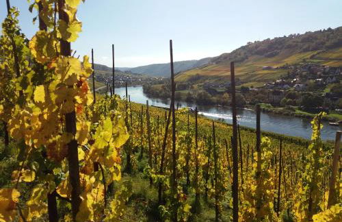 Weingut Matthias Dauns - Foto 11