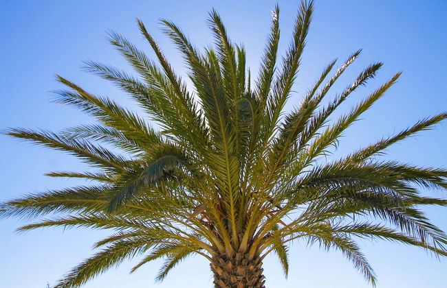 Faros Villa small hotel & restaurant - Foto 75