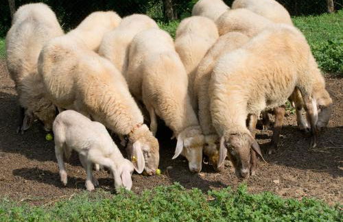 Agriturismo La Selva - Foto 13