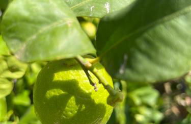 Casa da Eira - Foto 11