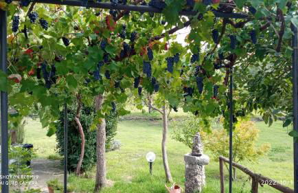 Etna, salvia e rosmarino - Foto 9