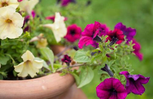 Agriturismo Il Cavicchio - Foto 96