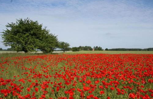 Idyllic Holiday Home in Damshagen with Terrace - Foto 55