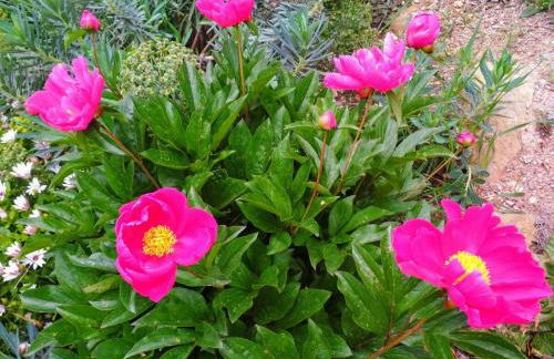 La Muntanera - Foto 10