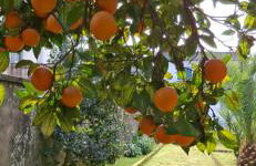 Moradia santa comba - Foto 34