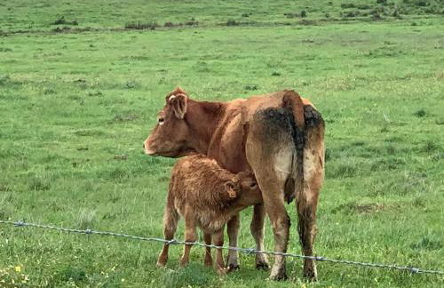 Solar da Cavalariça - Foto 31
