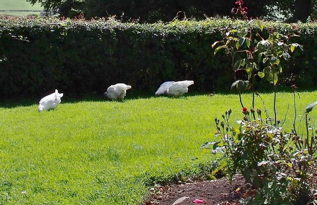 Shannon View 3 Bed Farm House With Private Parking - Foto 14