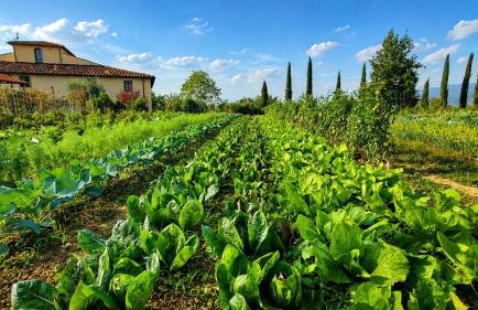 Agriturismo il Pino - Bioagricoltura - Foto 24