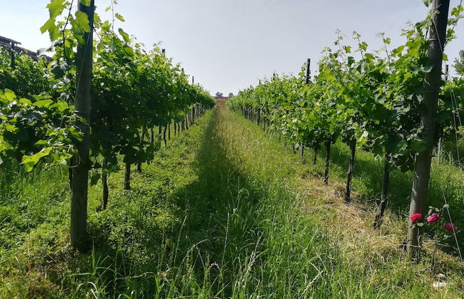 Agriturismo Le Crede 1930 - Foto 14