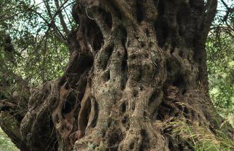Traditional House Utopia in Pefki, Makry Gialos - Foto 27