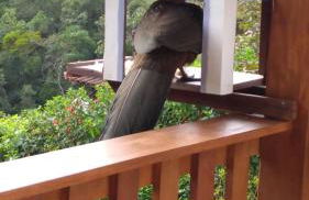 Casa Sossego da Montanha - Foto 39