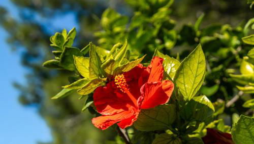 Villa Alegria Villa Apt with Sole Use of Private Pool - Foto 3