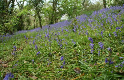 Mount Hawke Holiday Bungalows - Foto 14