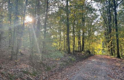 NEU Feinzeit Chalet mit privater Sauna - Foto 48