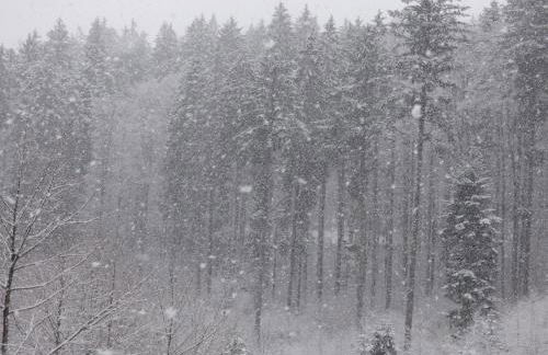Ferienwohnung Seeblick Nr 1 ,Feldberg Bärental - Foto 27