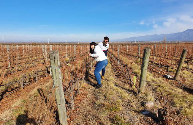 Tour por la zona vitivinícola de Maipú - Foto 5