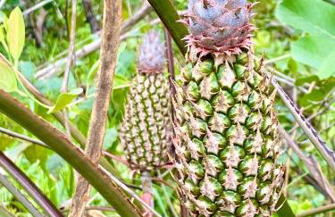 Casa para relaxar em Chapada dos Guimarães - Foto 29