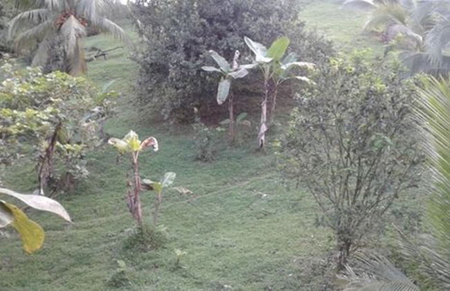 Drake Lapas - Foto 23