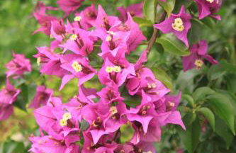 Apartments by the sea Milna, Vis - 8917 - Photo 15