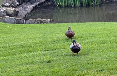 Little Pyes barn - Foto 9