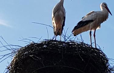 Biolandhof Dorn Highlander vom Elbdeich - Foto 11