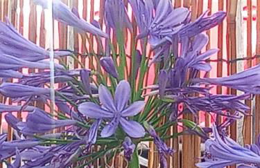 La casa di Anna - Foto 3