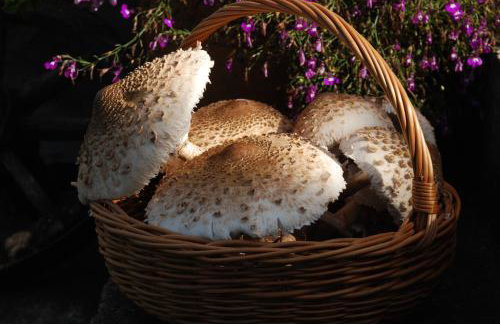 Natura Apartamenty - Foto 69