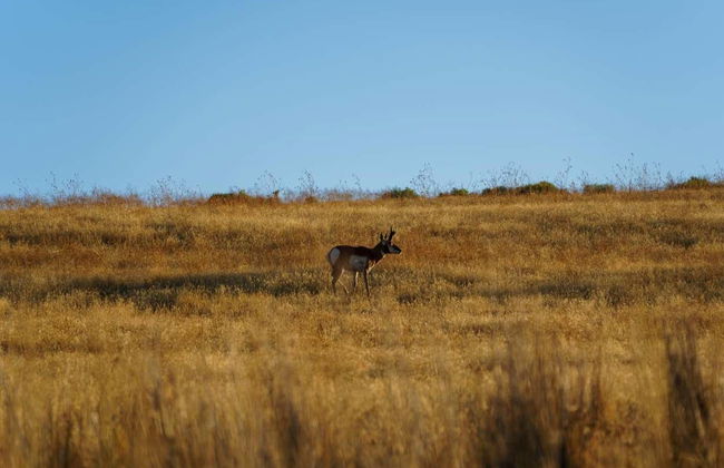 Antelope Island Tour - Photo 7