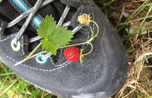 Jaiterhof - Photo 48