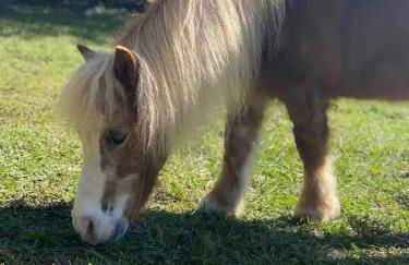 Equestrian Retreat - Foto 71