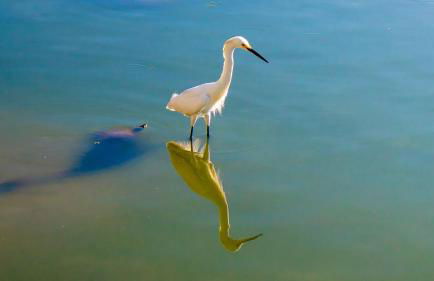 Herdade dos Salgados - Foto 53