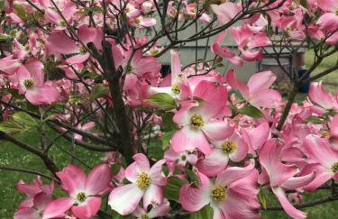 Le Ortensie Lago di Garda - Foto 66