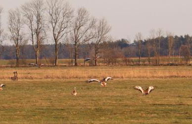 Naturferienhof Märkisch Luch - Trapphenne - Foto 14