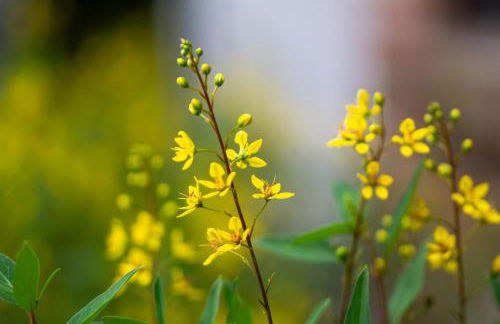 Chateau Mariposa - Foto 68