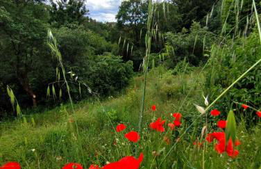Clède lovée dans la forêt, sauna & bain nordique - Foto 22